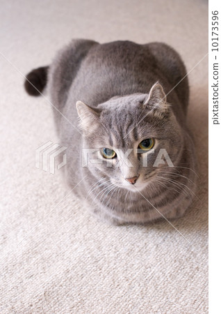 Cat Cat 10173596