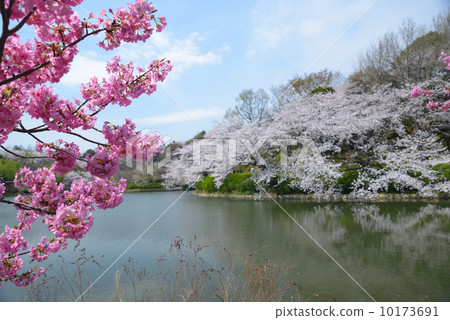 櫻花觀光100選擇三井公園橫濱猩紅櫻桃和中型池塘 10173691