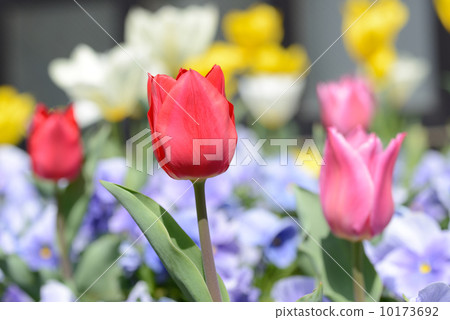 鬱金香 10173692