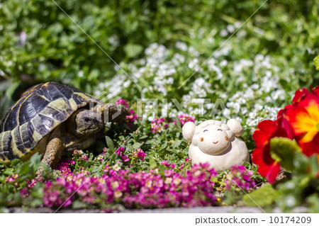 赫爾曼土地烏龜和綿羊 10174209