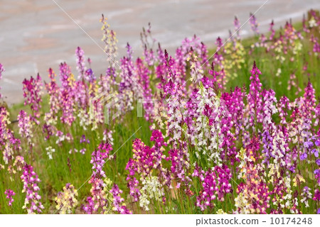 公主金魚草05 10174248