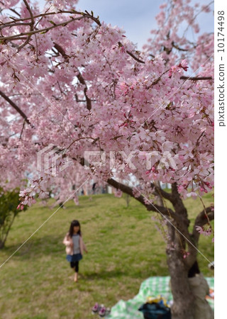 Sakura 401 Sakura 401 10174498