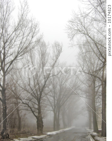 Obscure woods in tight fog Obscure woods in tight fog 10174823