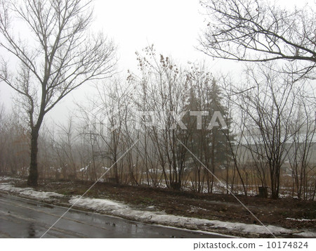 Obscure woods in tight fog Obscure woods in tight fog 10174824