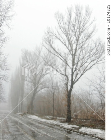Obscure woods in tight fog Obscure woods in tight fog 10174825