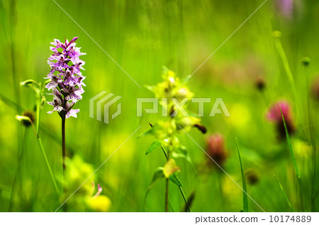 Summer blossom 10174889