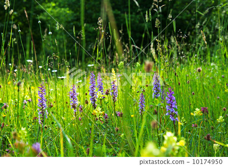 Blossom summer meadow 10174950