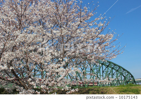 櫻花和火車 10175143