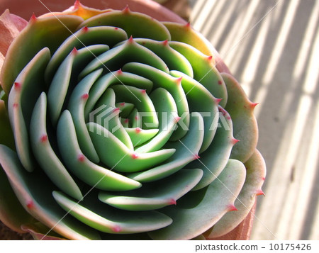 Succulent plants Ekebelia 10175426