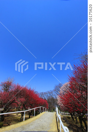 Ma plum garden plum 10175620