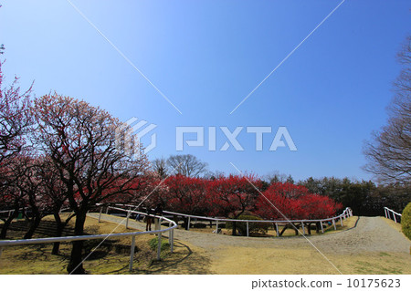 Ma plum garden plum Ma plum garden plum 10175623