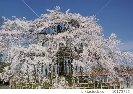 Weeping cherry tree 02 10175735