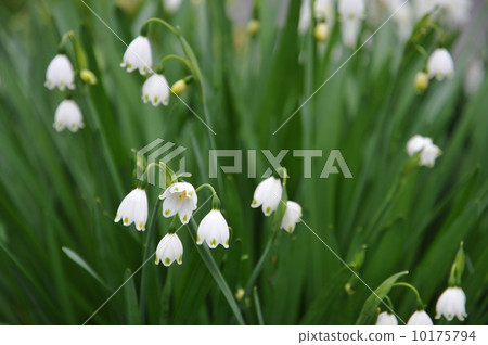雪花鈴蘭 雪花鈴蘭 10175794