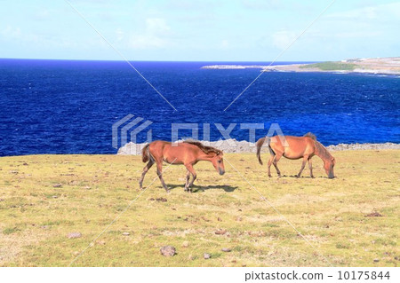與那國馬 與那國馬 10175844