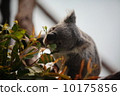 Koala 10175856