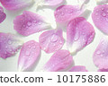 Rose petals and water drops 10175886