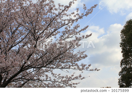 Toyohashi市的公園,您可以隨時散步 Toyohashi市的公園,您可以隨時散步 10175899