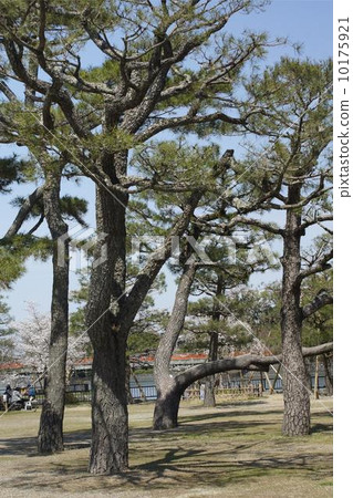 Park Matsuki 10175921