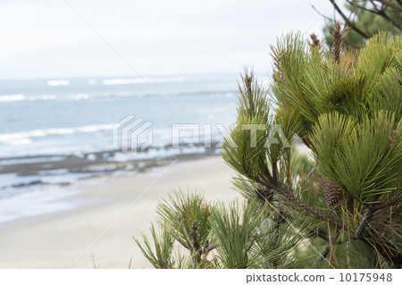 Pine tree branch over northern California coast beach  10175948
