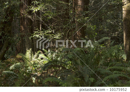 Redwood Forest sun ray on ferns Green nature 10175952