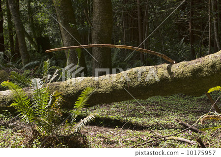 Redwood forest tree fern logs 10175957