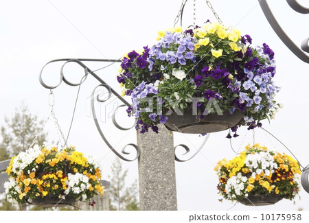 Basket flowers 02 10175958