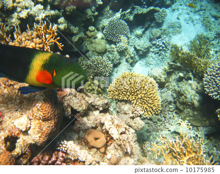 Tropical exotic fish in the Red sea. Cheilinus lunulatus 10175985