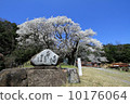 Sakura 660 10176064