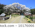 Ohira Sakura 10176066
