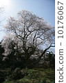 Kanaya Shiroyama cherry tree 10176067
