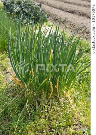 大蔥 10176078