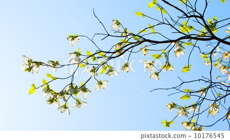 Dogwood and blue sky Dogwood and blue sky 10176545