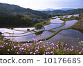 Rice terrace at dawn 10176685