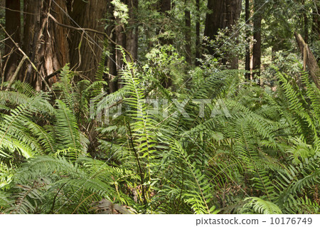 Redwood forest ferns green nature 10176749