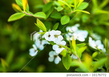 Yukiyanagi白花特寫鏡頭 Yukiyanagi白花特寫鏡頭 10176772