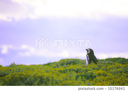 Chile · Punta Arenas Magellan penguin Chile · Punta Arenas Magellan penguin 10176841