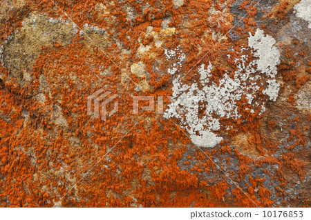 Orange lichen moss on rock 10176853