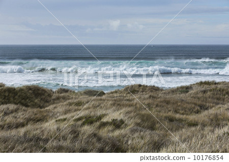 Pacific Ocean grass sand dunes surf 10176854
