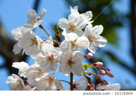 春季 春季 10176904