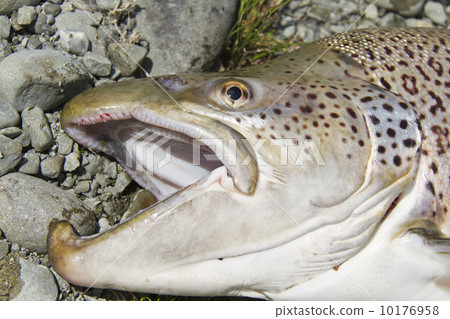 Brown trout 10176958