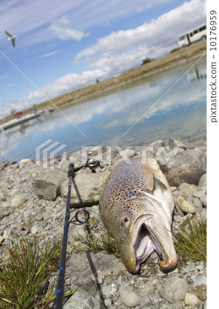 Brown trout 10176959