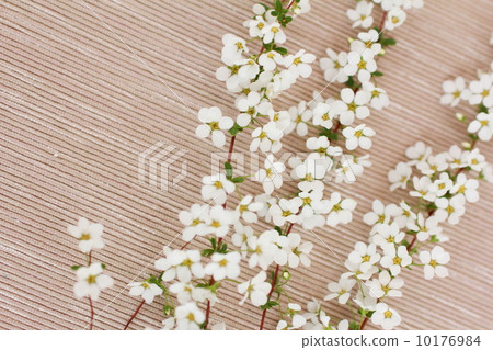 日式Yukiyanagi 10176984