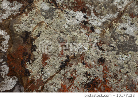 Lichen moss on rocks ocean shore Lichen moss on rocks ocean shore 10177128