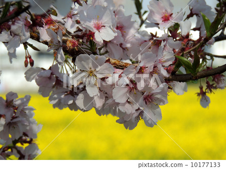 Coohigan Sakura 10177133