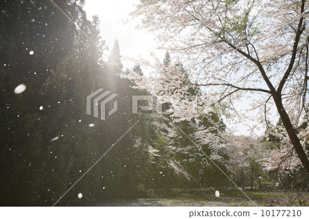 SakuraFubuki  10177210