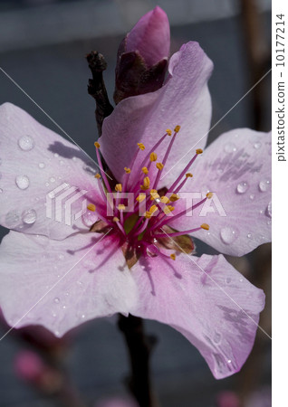 photo : almond flower, flower, blue flowers