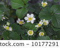 Strawberry flowers 10177291
