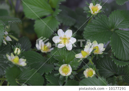 Strawberry flowers Strawberry flowers 10177291