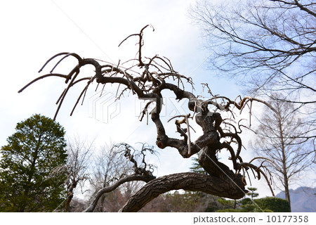 Shodare mulberry 10177358