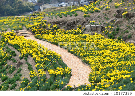 Narcissus field 10177359